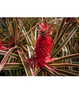 Live Plants Florida Special Pineapple Ananas comosus - $41.34