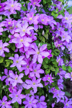 Bloomys 10 Seeds Purple Alpine Clematis Alpina Virgin&#39;S Bower Flower Vine - $13.39