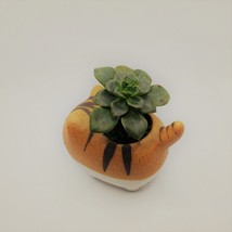 Echeveria Succulents in Laughing Cat Planters, Live Plants in 2.5" Kitten Pots image 9