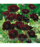 Chocolate Cosmos Flower Seeds, Professional Pack, 20 SEED FRESH From Garden - £1.99 GBP