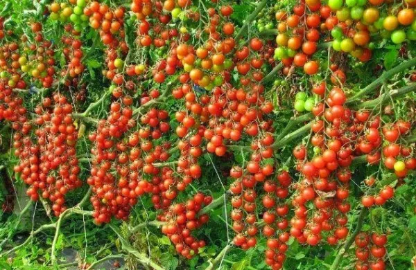 USA Seller FreshRed Cherry Tomato 20 Seeds Over 200 Kinds Of Tomatoes - $12.98