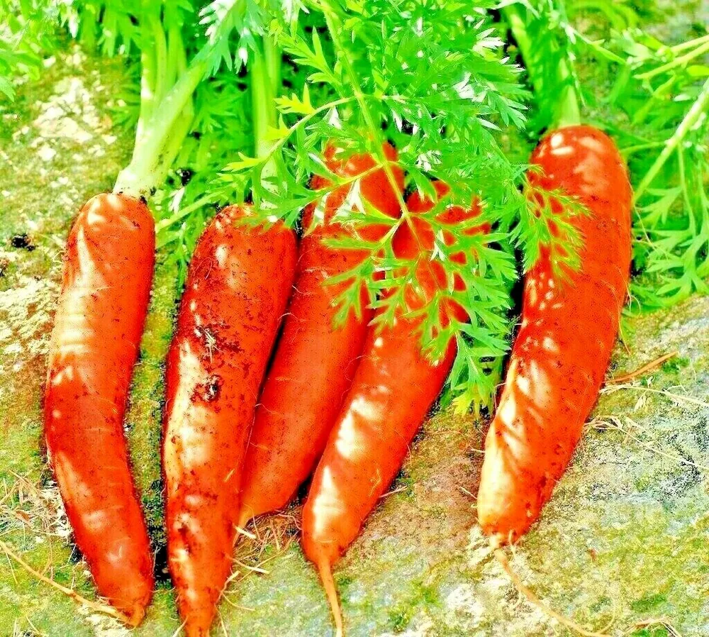 Carrot 200 Seeds Spring Vegetable Garden Non-Gmo Sweet Heirloom Salads - $4.79