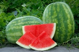 Fresh 50 Secretariat (Seedless) Watermelon Seeds for Garden - $7.96