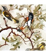 American Redstart Male Female 1957 Lithograph Bird Art Print John H Dick... - £39.32 GBP