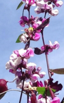 5 Pc Seeds Lablab Purpureus Flower Plant, Hyacinth Bean Seeds for Planting | RK - £20.14 GBP