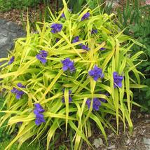 10 Organic Spiderwort Lily Tradescantia virginiana Starter Plant - £15.00 GBP