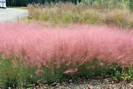 30 Pink Muhly Grass Seeds Muhlenbergia Capillaris Fresh USA Fast Shipping - $11.90