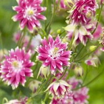 New Fresh Seeds Columbine Seed Aquilegia Vulgaris Nora Barlow Flower Seeds 1000  - $13.06