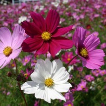 New Cosmos Seeds Sensation Mix 100 Ct Flower ANNUAL Fresh USA Garden - $9.99