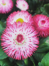 Bellis Perennis Seeds, Giant Pink &amp; White Bi-colored Flowers_Tera store - £6.28 GBP