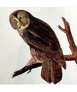 Great Gray Owl Bird Lithograph 1950 Audubon Antique Art Print DWP6B - $48.01 CAD
