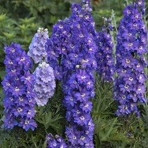 50 Stars Delphinium Seeds Perennial Garden Flower Seed Flowers 818 USA SELLER - $9.00