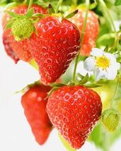 50 Everbearing Strawberry Fruit Seeds - $4.35