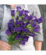 Campanula Deep Blue Pelleted Seeds, Campanula Deep Blue Pelleted Flower ... - $14.99