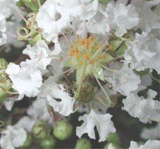 VP 35 White Crepe Myrtle Crape Tree Shrub Lagerstroemia Indica Flower Seeds - $4.50