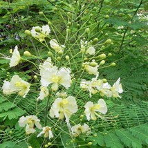 Caesalpinia Pulcherrima Alba White Mexican Bird Of Paradise 5 Seeds Usa Fast Shi - $20.80