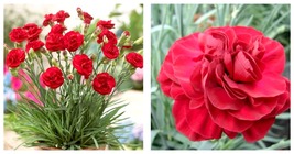 Live Plant Red Carnation Dianthus Passion Continuous bloomer April thru ... - $58.99