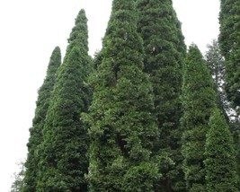 Libocedrus Decurrens (Incense Cedar) 20 seeds - £1.66 GBP