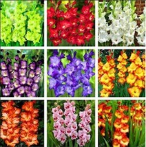 New Fresh 20Pcs 9 Colors Gladiolus Seeds - £8.41 GBP