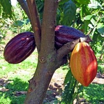From Us Chocolate Live Fruit Tree 12”-24” Trinitario (Theobroma Cacao) TP15 - £44.94 GBP