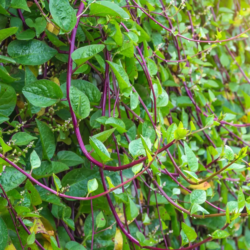 MBK 30 Seeds Malabar Red Stem Spinach Red Vine Spinach Ceylon Non-Gmo Packs Sale - $9.52