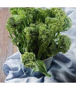 1000 Broccoli Seeds - $8.98