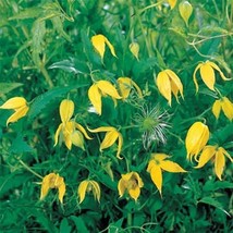 Best Clematis Tangutica 25 Seeds - $3.50