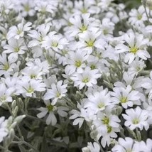 Snow in the Summer 200 Seeds Free Shipping - $4.00