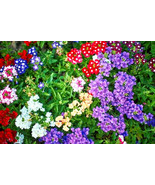 MBK 12 Boxwood Shrub Seeds Fast Ship - $17.75 CAD