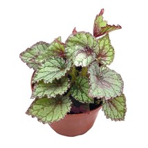 Peace Begonia Rex, 4 inch Painted-Leaf Winter Cold Begonia, Unique Homegrown Exc - £11.71 GBP