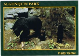 Postcard Algonquin Park Ontario Black Bear Display 4.75&quot; x 6.75&quot; - £3.86 GBP