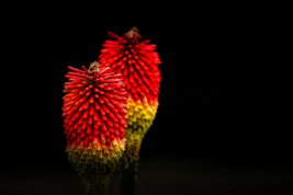 Red Hot Poker Or Kniphofia Uvaria 30 Seeds - £7.75 GBP