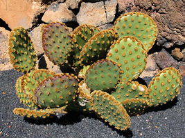 1 Cutting, Opuntia engelmannii lindheim aciculata Cactus Prickly Pear Pad Nopal - £156.21 GBP