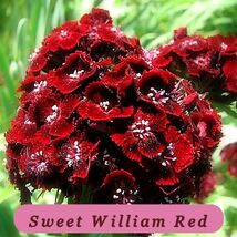 6382 sweet william red pop thumb200