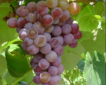 VANESSA WHITE  Seedless Grape Vine - 1 Bare Root Live Plant - Buy 4 Get ... - £22.86 GBP+