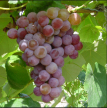 VANESSA WHITE  Seedless Grape Vine - 1 Bare Root Live Plant - Buy 4 Get 1 Free! - £22.74 GBP+