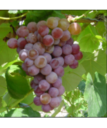 VANESSA WHITE  Seedless Grape Vine - 1 Bare Root Live Plant - Buy 4 Get ... - £22.67 GBP+