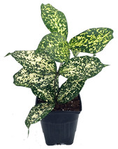 3&quot; Pot- Japanese Bamboo Florida Beauty Dracaena - Easy to Grow House Plant - £27.52 GBP