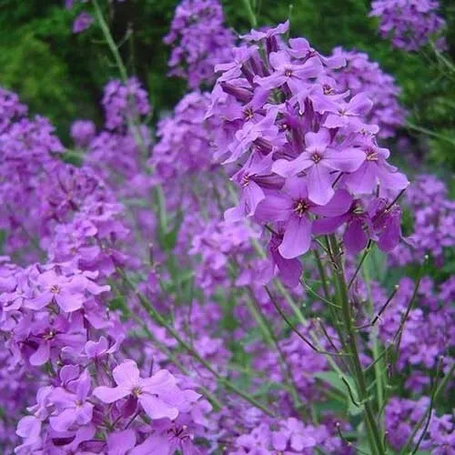 500+ Dames Rocket (Danask Violet) Hesperis Matronalis Dame&#39;S Purple Flower Seeds - $7.98