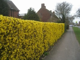 THJAR Weeping Forsythia {Forsythia suspensa}20+ seeds! - $5.00