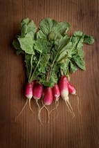 French Breakfast Radish Heirloom Nongmo 200 Fast Growing 25 Days Fresh Garden US - £4.67 GBP