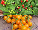 25 Seeds Quintisho Pepper Vegetables Garden - $9.72