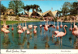 Vtg Postcard Flock of Colorful Flamingos Keeping Cool Busch GardensClearwater Fl - £5.19 GBP