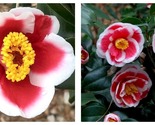 Tama Electra Camellia Japonica Live Starter Plant  - £40.06 GBP