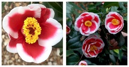 Tama Electra Camellia Japonica Live Starter Plant  - £40.61 GBP