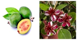 Grow Sweet Fruit Pineapple Guava Feijoa Sellowiana Well Rooted STARTER Plant - £32.76 GBP