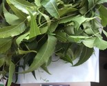 Neem indica- 4 Onz  Organic Neem Leaves . Fresh Cuts -Free Shipping . - $17.81