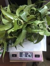 Neem indica- 4 Onz  Organic Neem Leaves . Fresh Cuts -Free Shipping . - £13.93 GBP