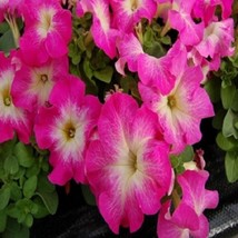 Petunia Seeds Limbo Pink Morn 50 Pelleted Petunia Seeds Gardening USA SHIPPING - £10.88 GBP