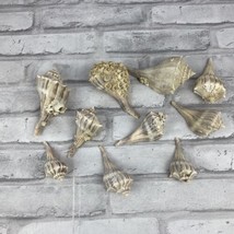 Conch Seashells Shell Variety Lot of 10 With Barnacles Crafts Display Decor - £19.42 GBP